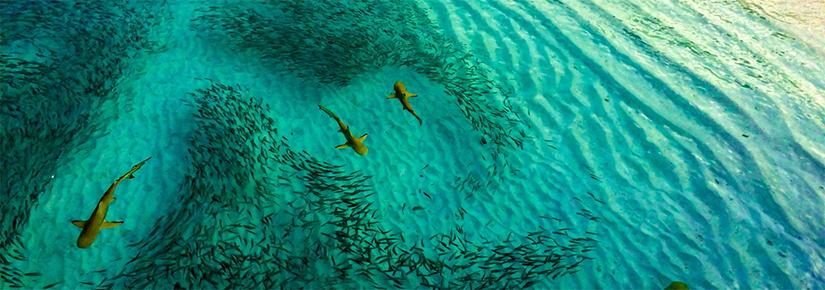 Overhead view of several sharks feeding near a beach